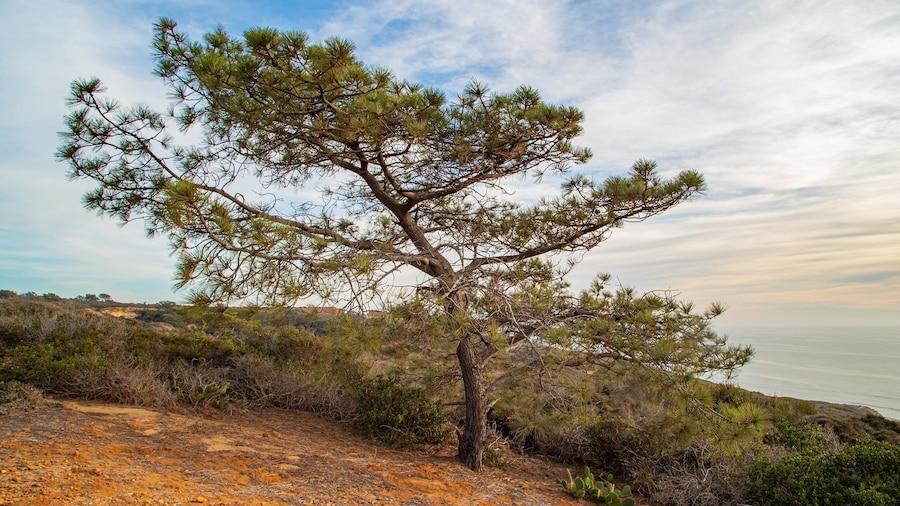 Torrey Pines State Reserve
