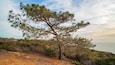 Torrey Pines State Reserve
