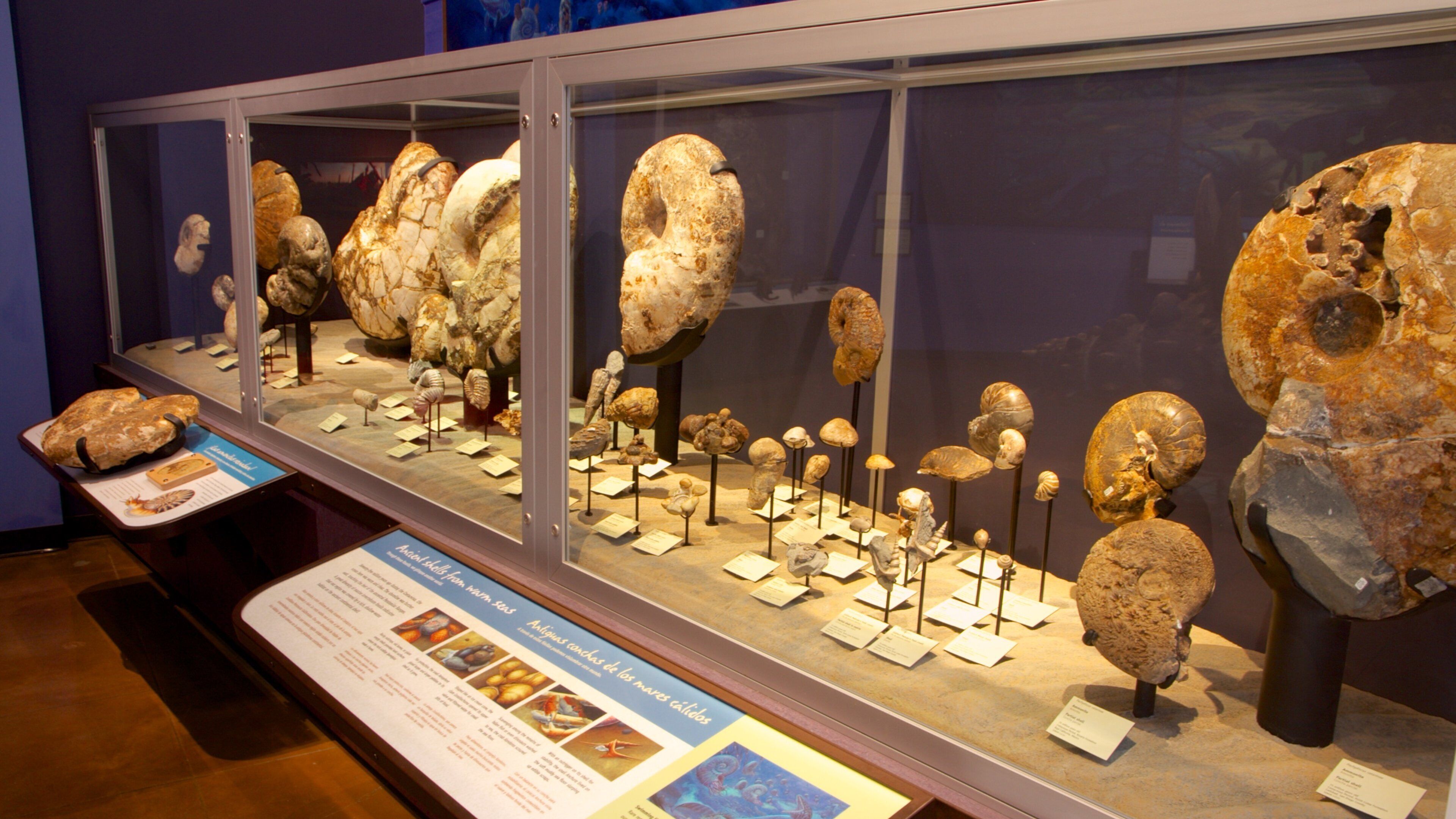 San Diego Natural History Museum presenterar interiörer och historiska element