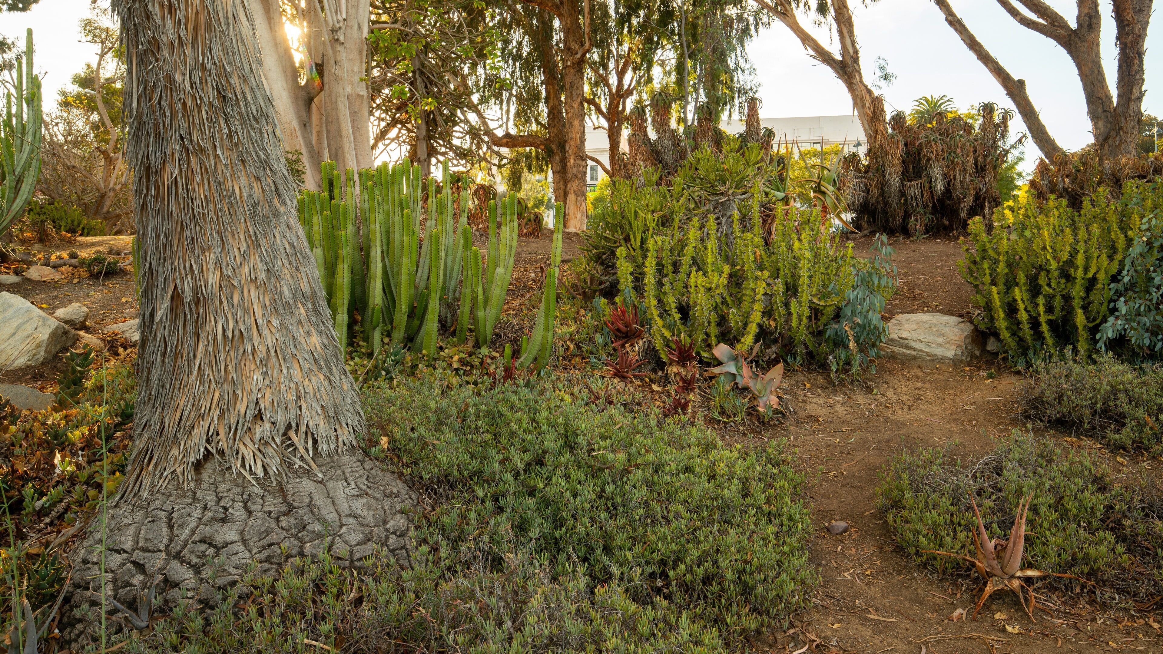 Desert Garden
