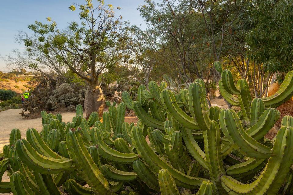 Paisaje desértico con cactus gigantescos y árboles dispersos.