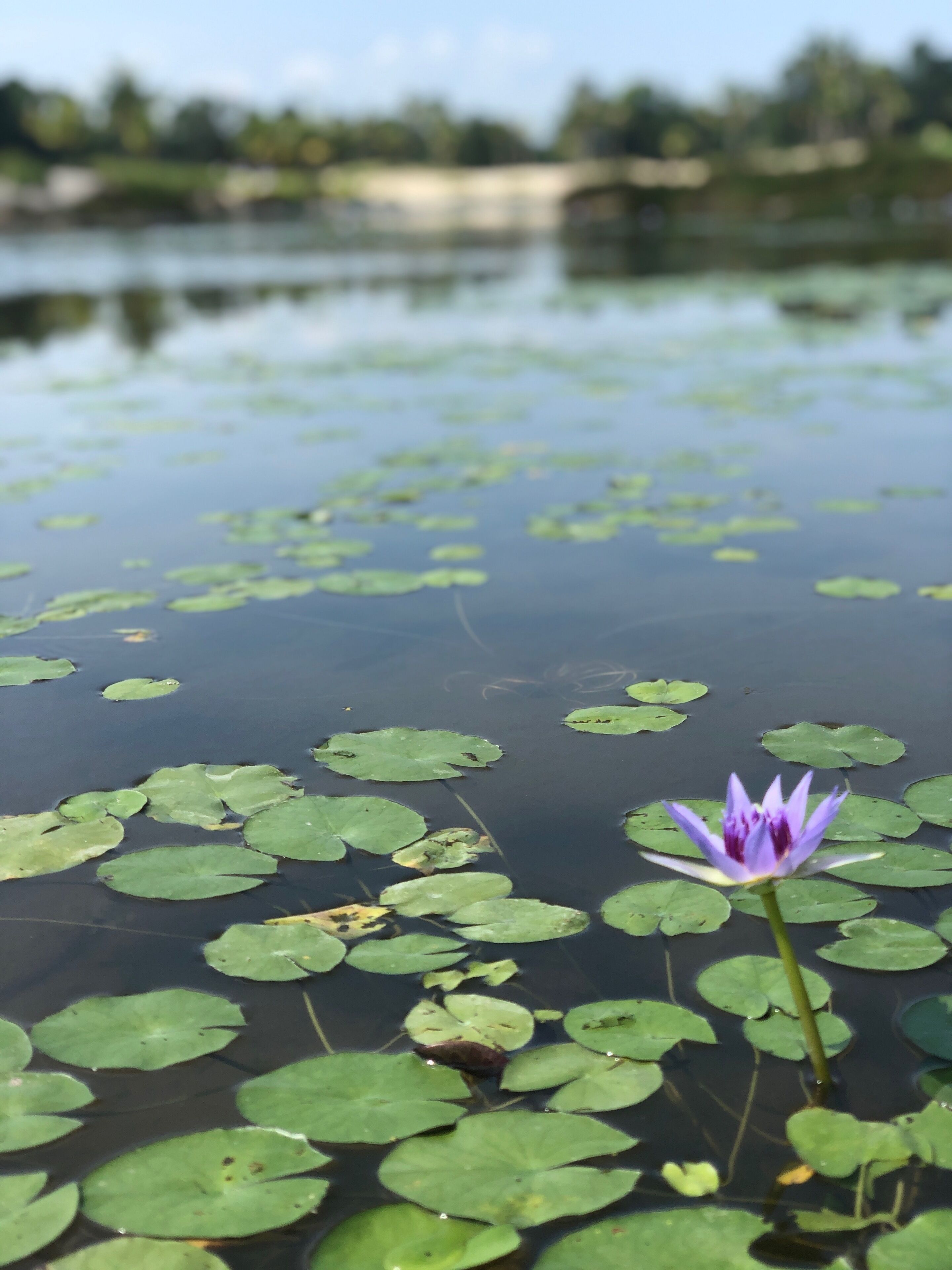 A nice golf course that is not crowded in the weekdays 