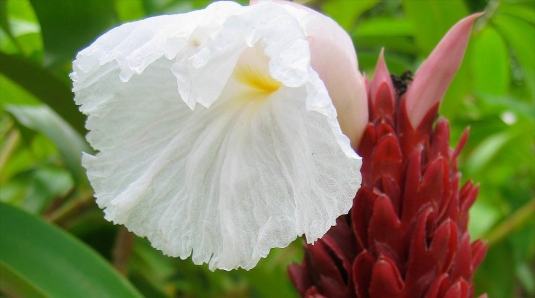 Costa Rica ofreciendo flores