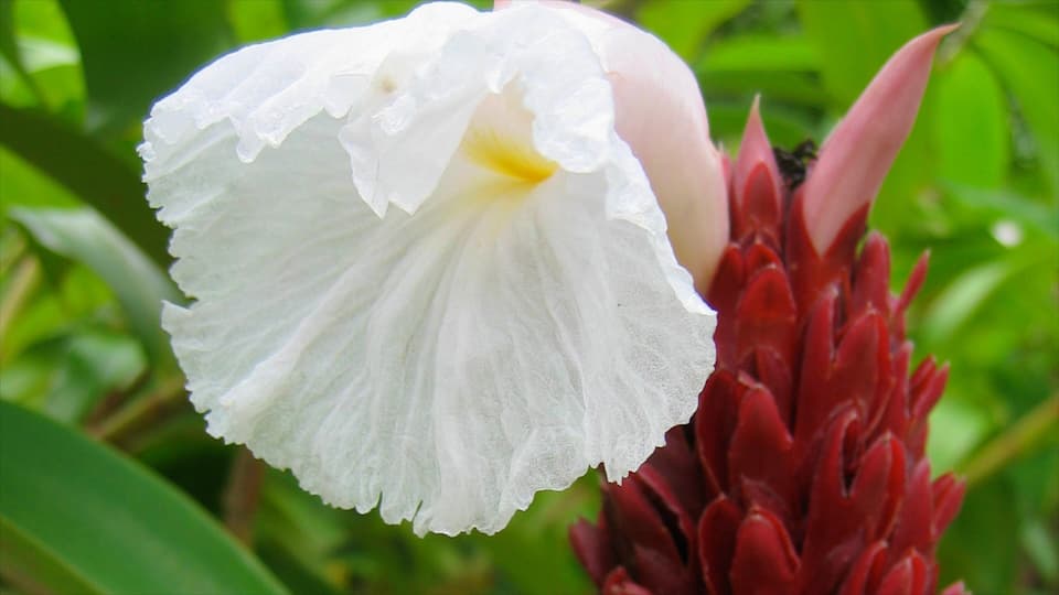A white flower with a yellow center and a red bud.