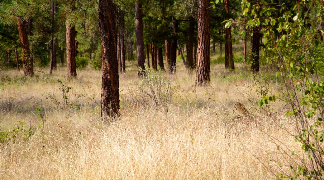 Scenic Canyon Regional Park mettant en vedette scènes forestières