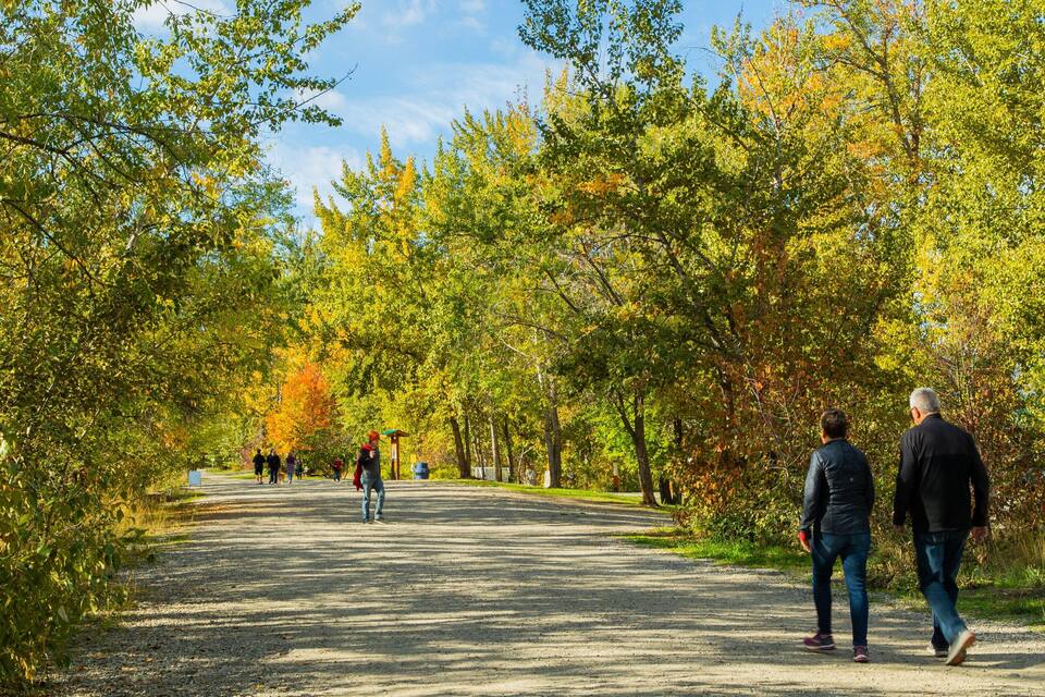 A gravel path flanked by trees with autumn foliage, leading to a building with a green roof.