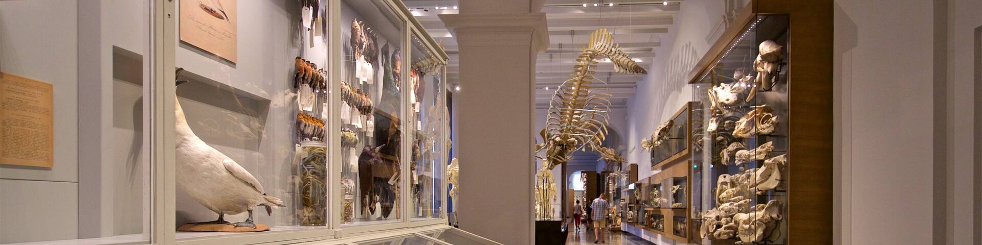 Hessisches Landesmuseum showing interior views and heritage elements