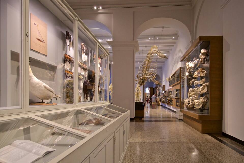 A museum corridor with glass display cases containing animal skeletons and taxidermy.