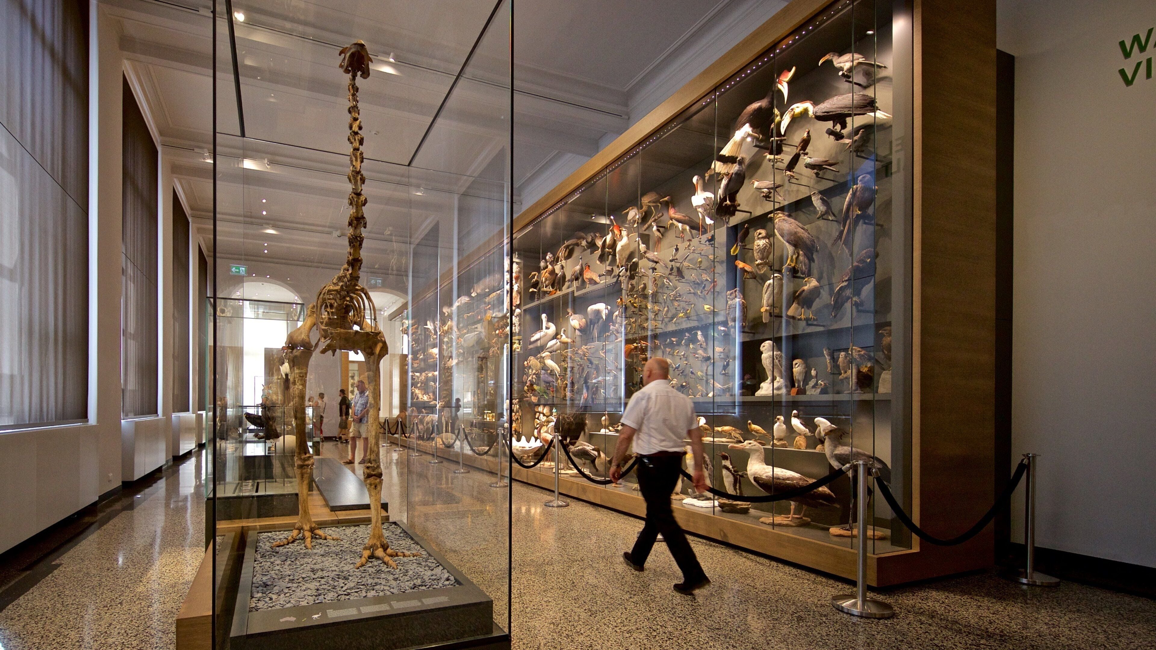 Hessisches Landesmuseum featuring interior views as well as an individual male