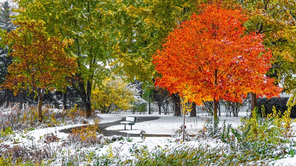 A park with snow-covered ground, trees with autumn leaves, and a bench.