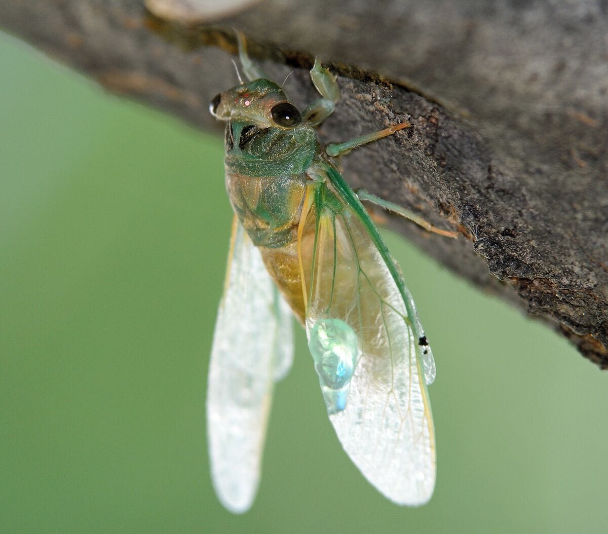 We had to have a 50 foot ash tree removed due to emerald ash borer and the day before it came down I spotted a cicada  on a branch and took a shot with my 200 - 400 lens and a 1.4 teleconverter. I need to invest in some great macro equipment.