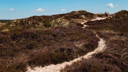 Denmark is rich of nature, I love to stroll through the dunes, or like the Danes call it: klitplantager. Dunevegetation? If you are in Denmark try to squeesh in some time on the coast. Good thing Denmark has a lot of coast ;)
I think we went to Denmark the right time a year, it has been such good weather. #hike #colorful #lovemytown