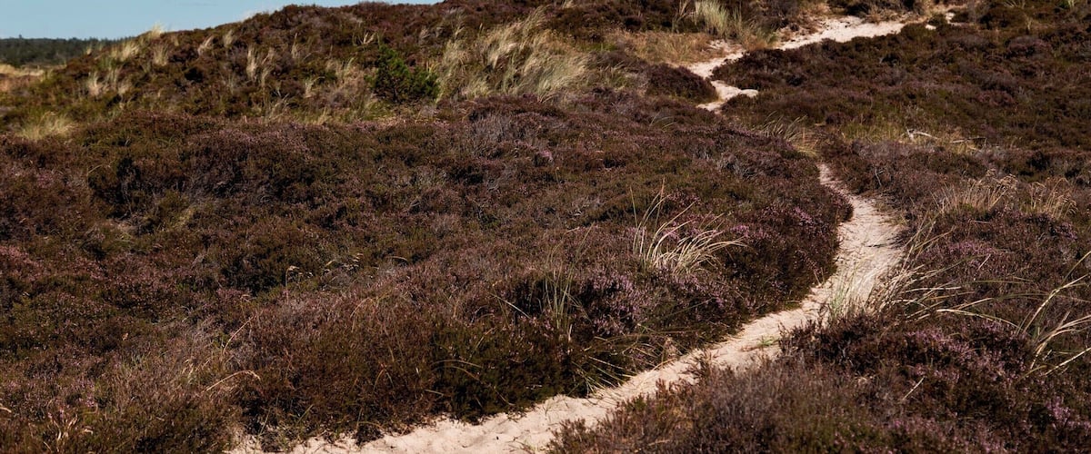 A sandy trail winding through a heathland with purple heather and grasses.