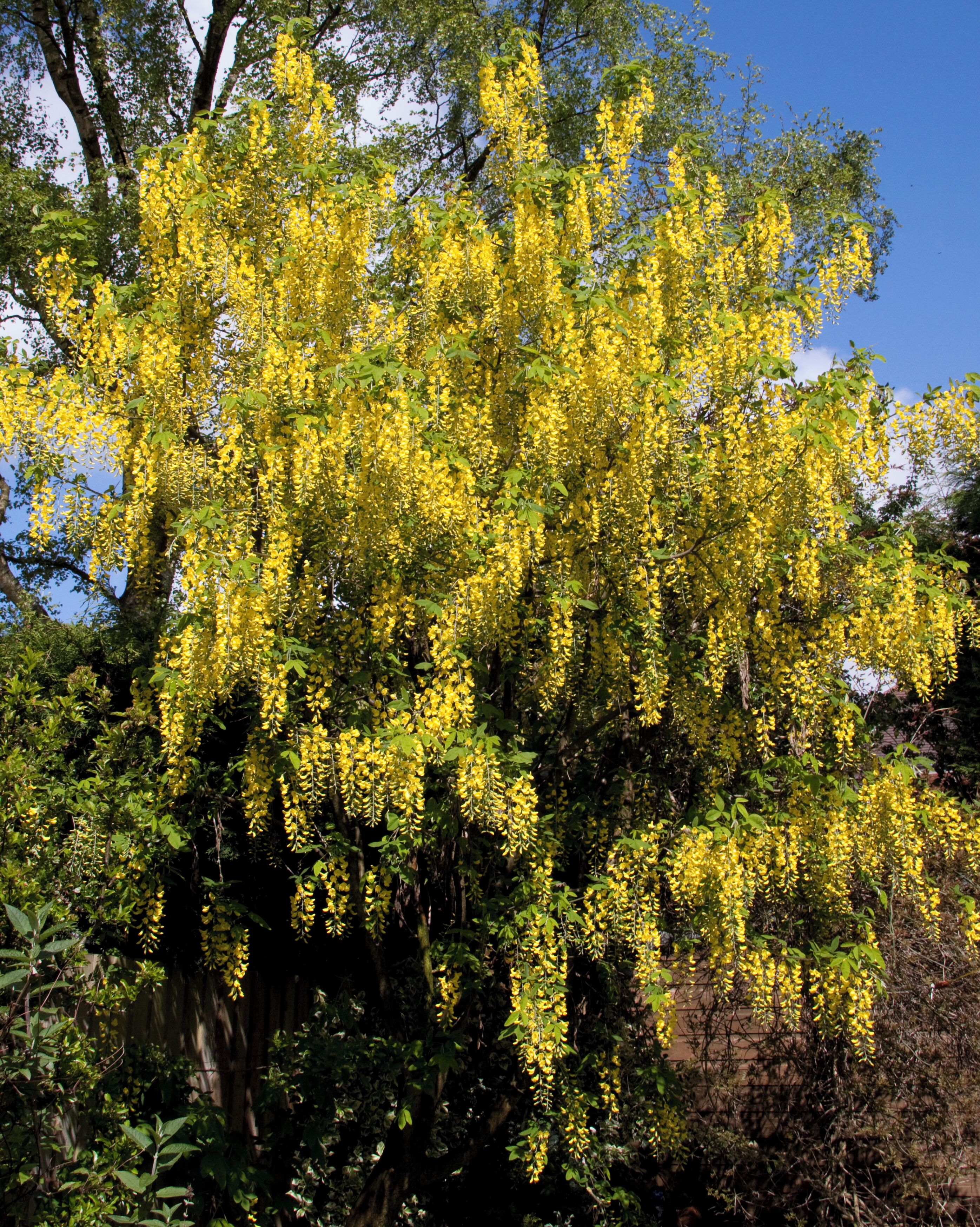 The Laburnum is now at its best.