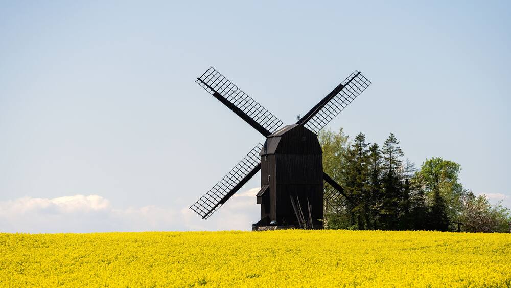Old traditional wooden windmill in a canola field on the Swedish countryside in Scania, Sweden. Selective focus.