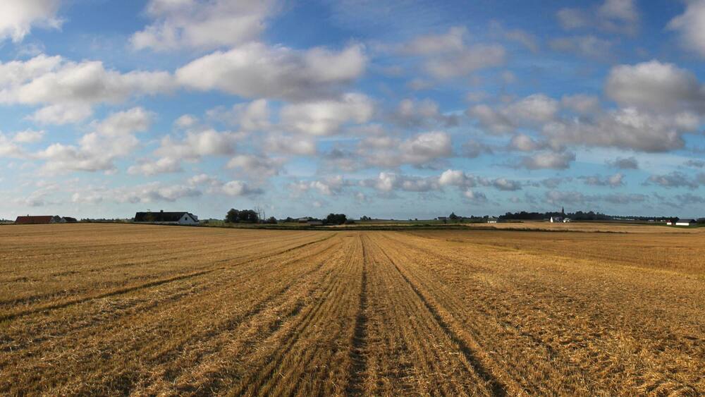 Ein weitläufiges, geerntetes Feld mit blauem Himmel und vereinzelten Wolken.