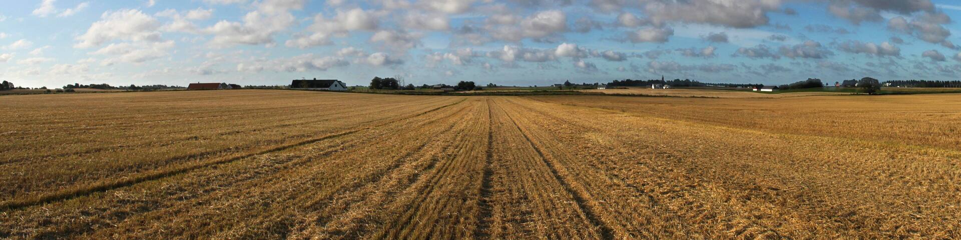 abgeerntetes goldenes Getreidefeld auf einer Ebene bei Vellinge in der Provinz Skåne / Schonen im Süden von Schweden