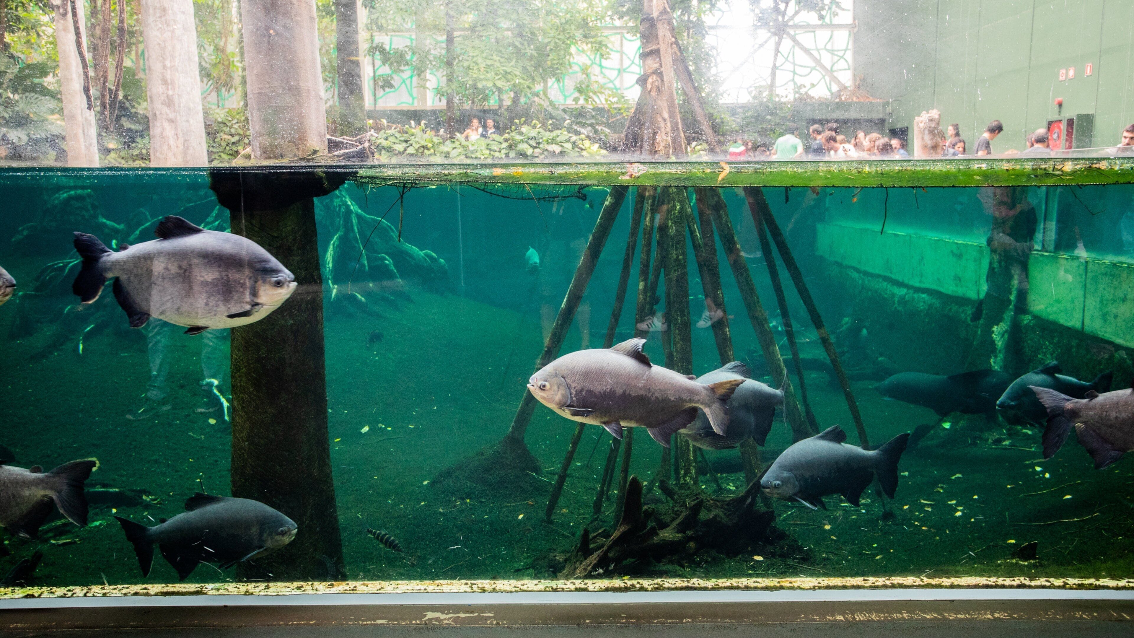 CosmoCaixa featuring marine life and interior views