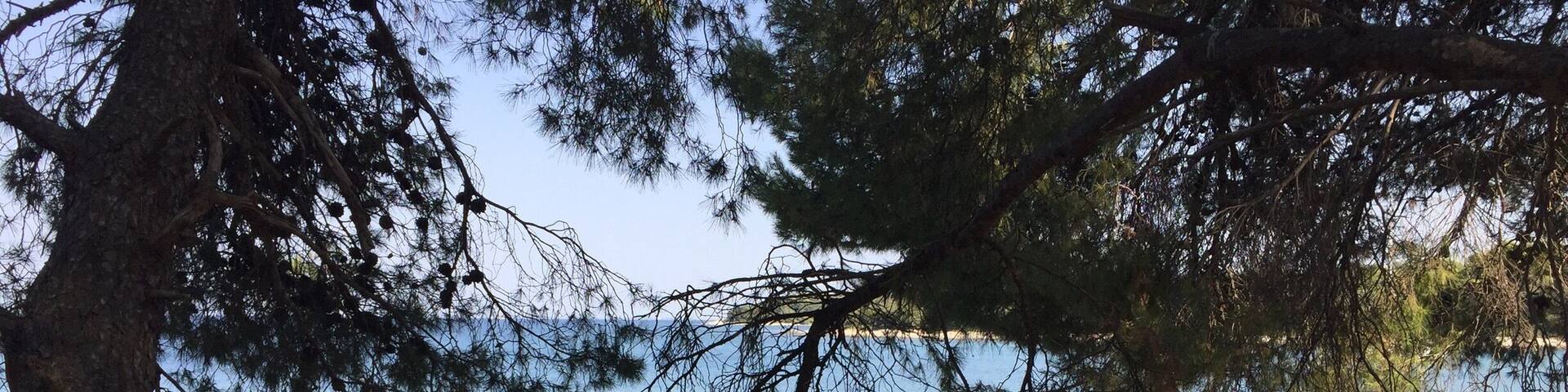 A rocky shoreline with clear water and pine trees.