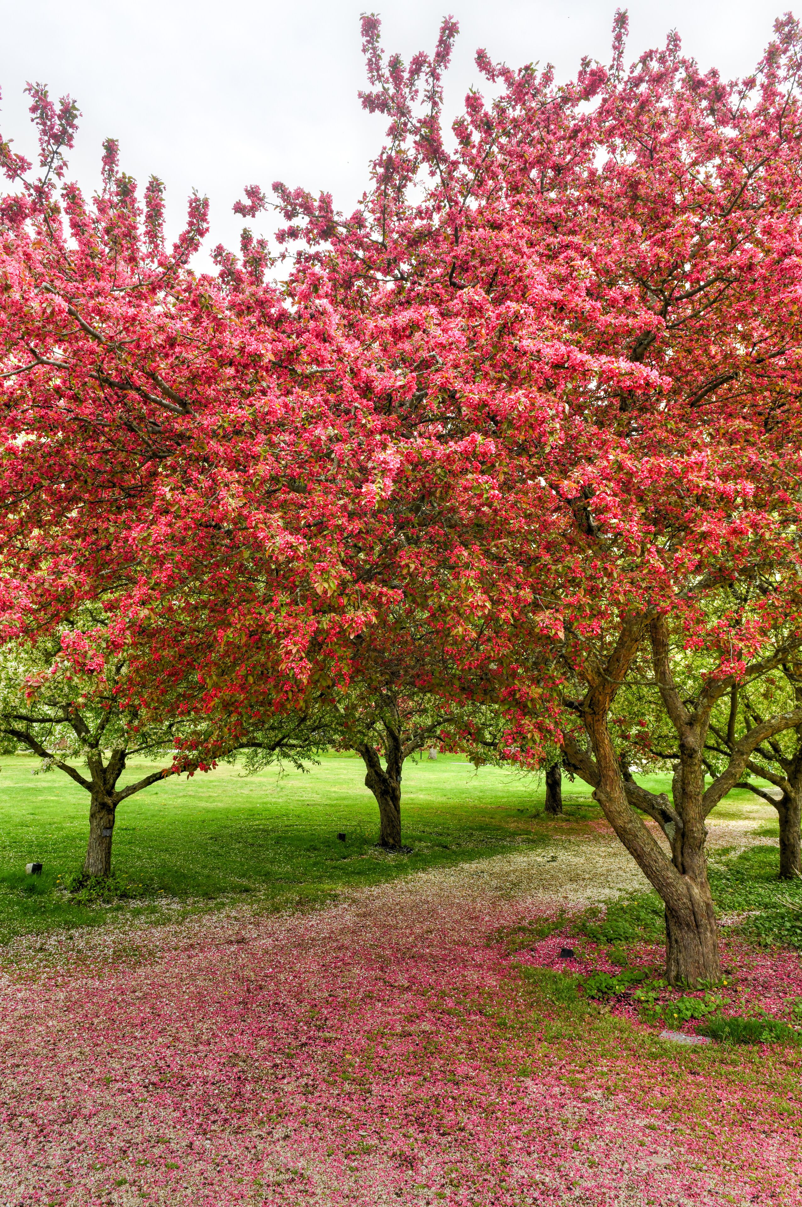 Blossoming Tree - Planting Fields