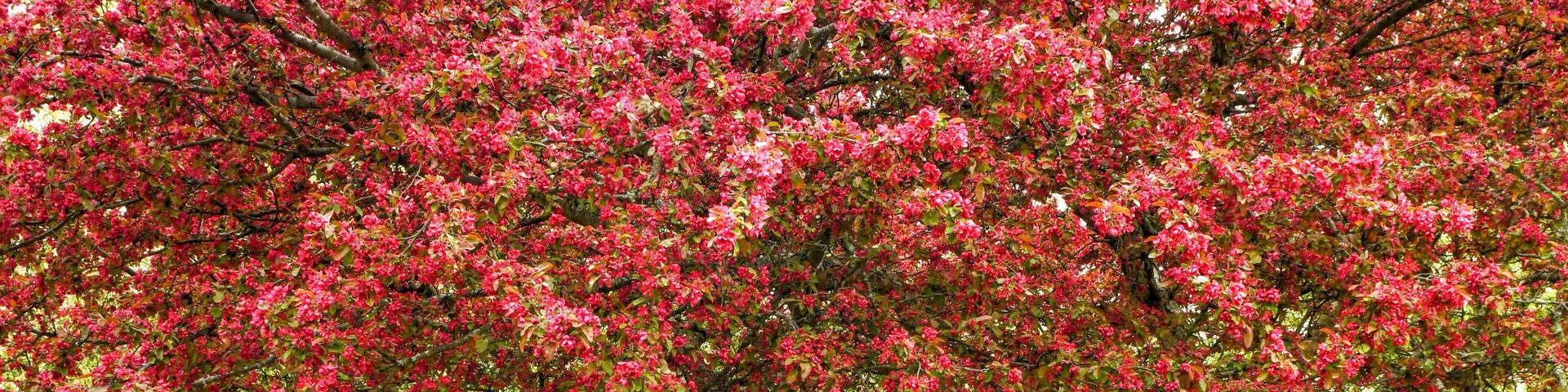 Blossoming Tree - Planting Fields