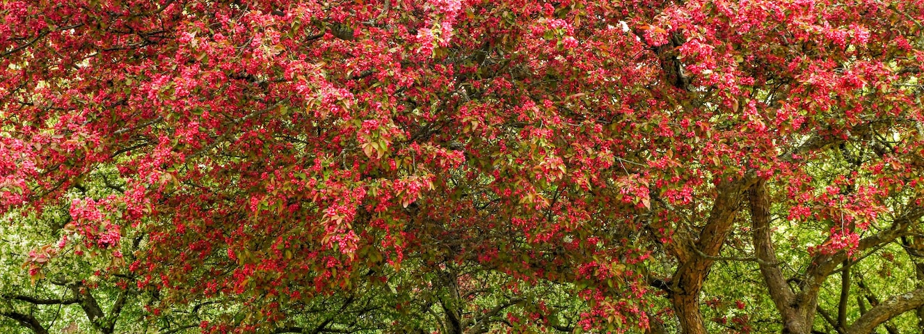 Blossoming Tree - Planting Fields