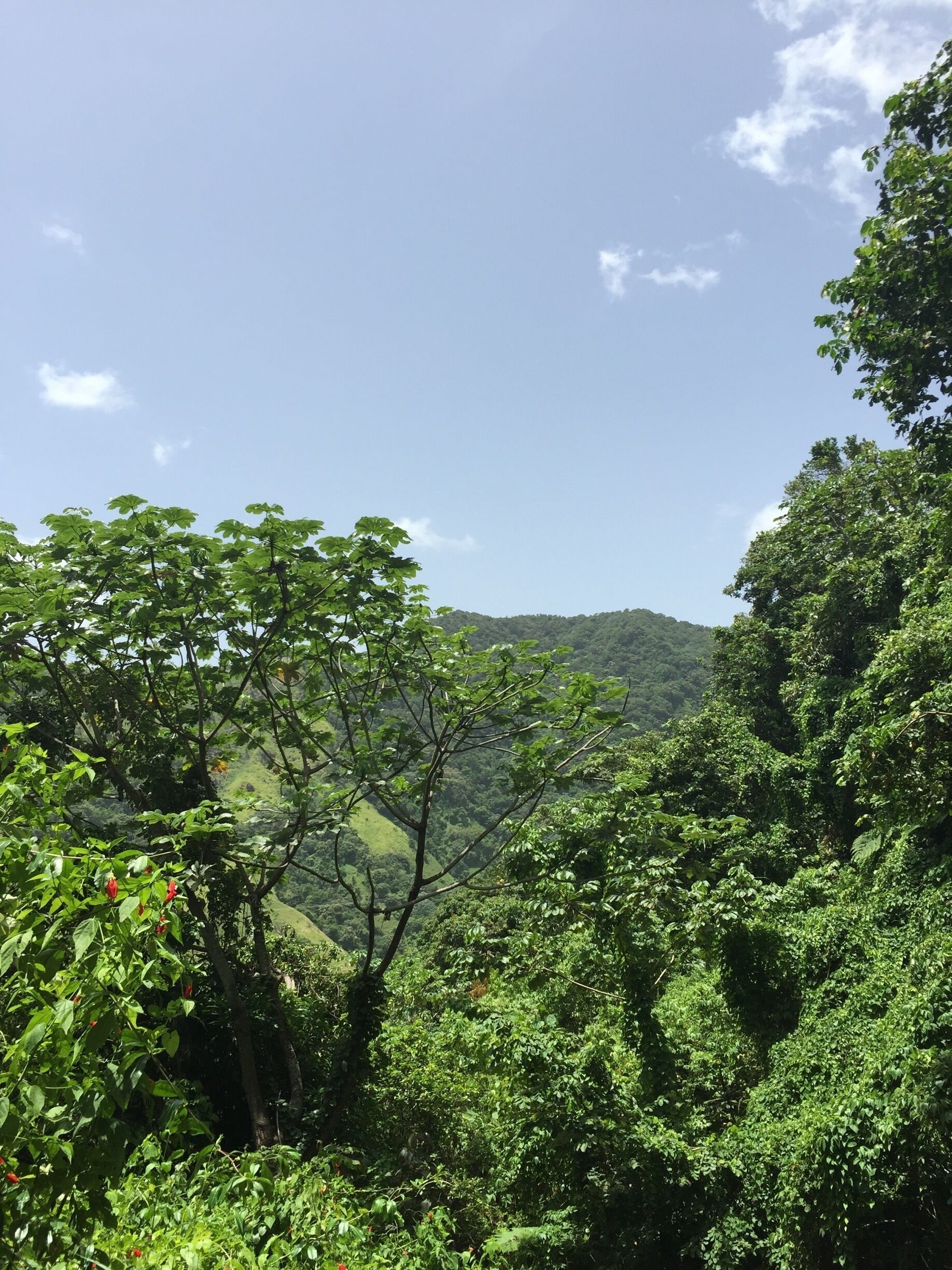 A lush green landscape with dense foliage and a distant hill.