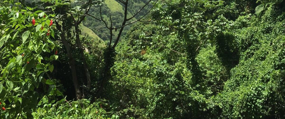 A lush green landscape with dense foliage and a distant hill.