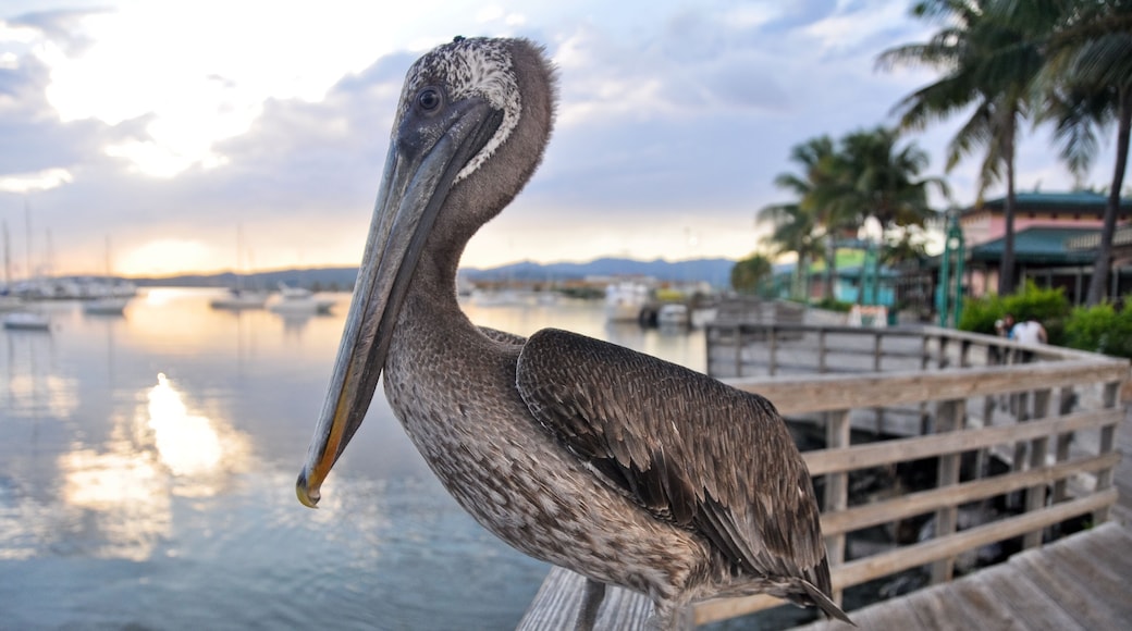 Brown pelican in Ponce (Puerto Rico)