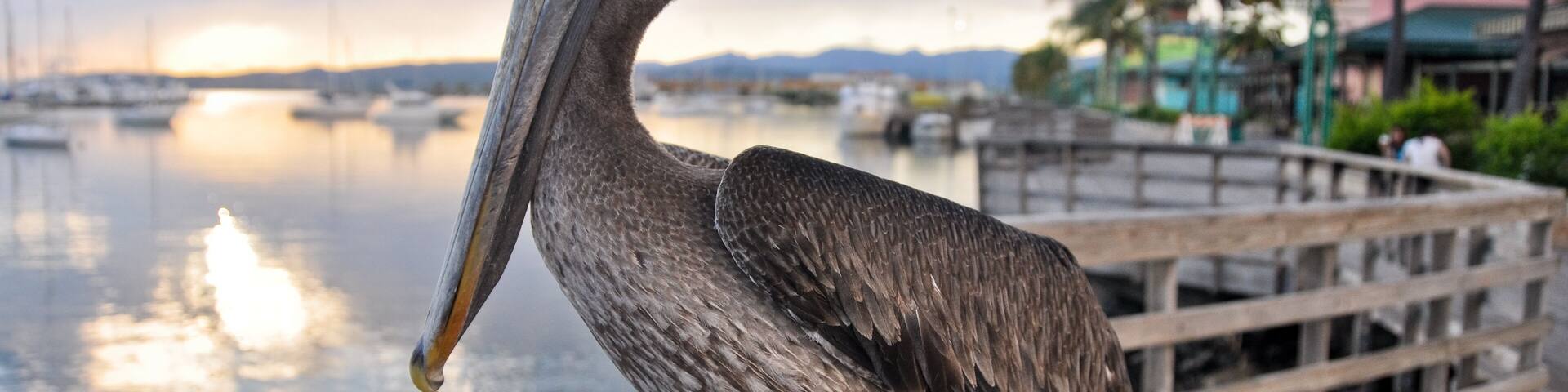 Brown pelican in Ponce (Puerto Rico)