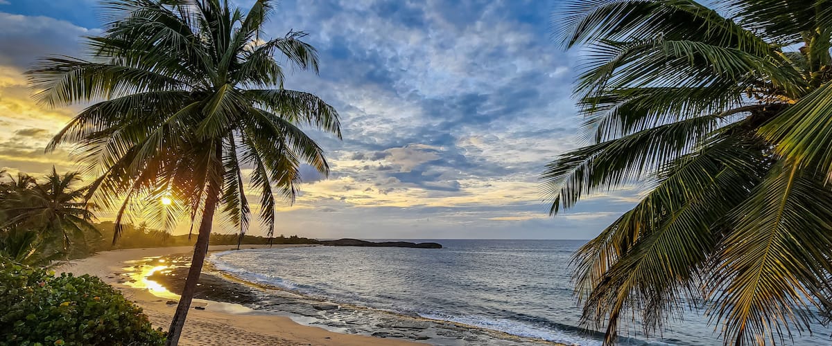 A beach with palm trees and the ocean.
