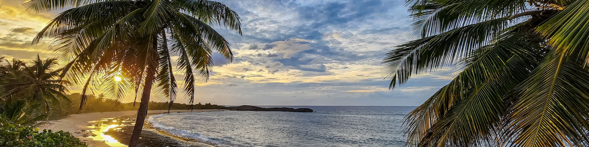 A beach with palm trees and the ocean.