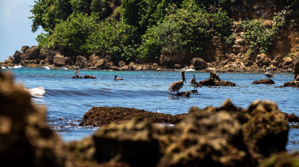 Pelican Cerro Gordo Beach. Vega Alta, Puerto Rico