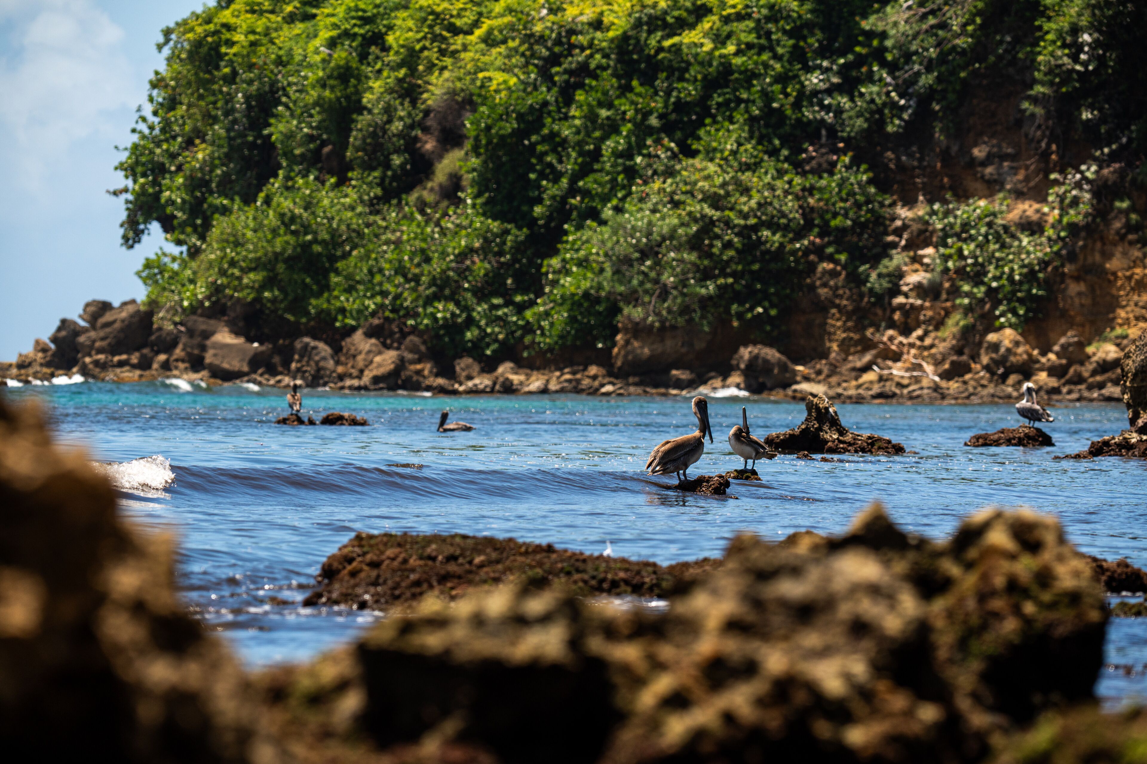 A coastal scene with rocky outcrops and a cliff with dense vegetation.