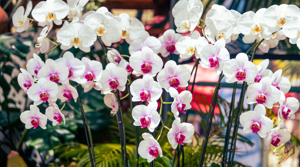 Orchids, Festival de Las Flores Aibonito