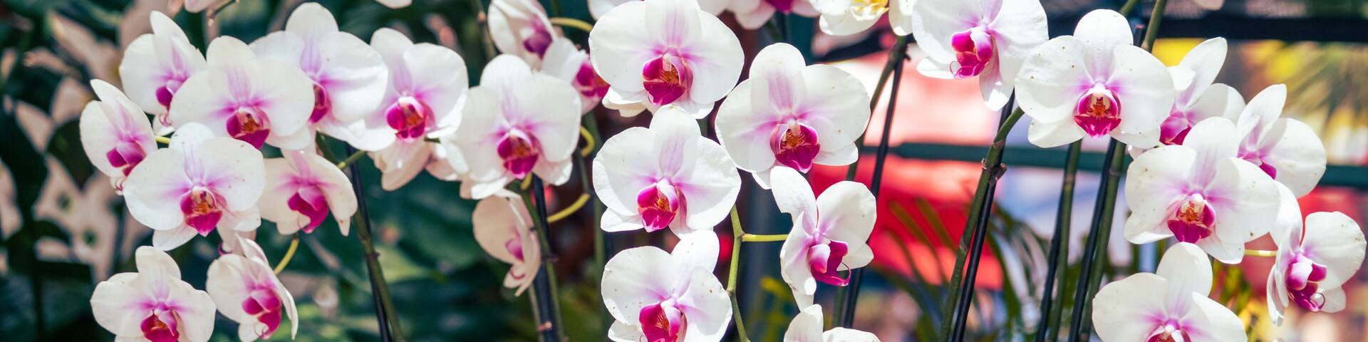 Orchids, Festival de Las Flores Aibonito