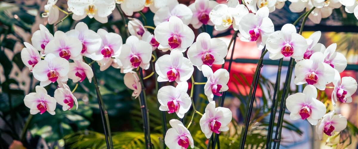 White orchids with pink centers in a garden setting.