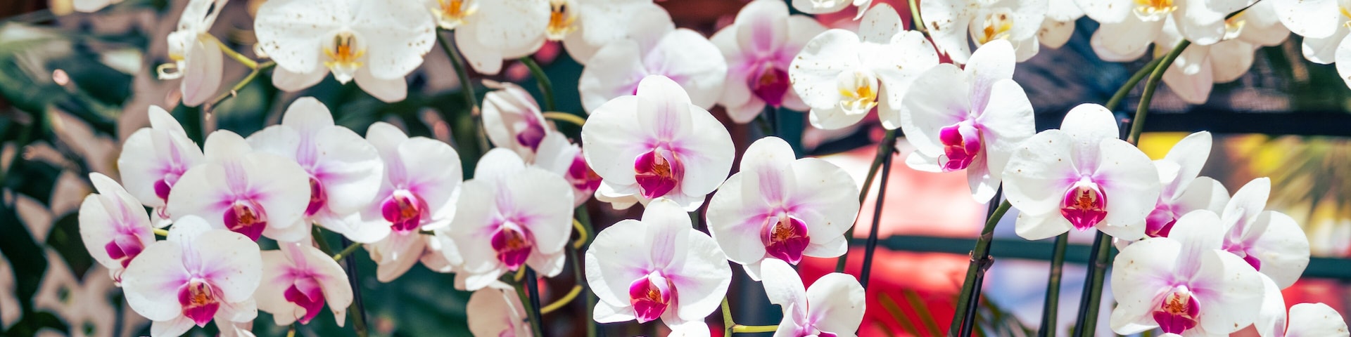 White orchids with pink centers in a garden setting.
