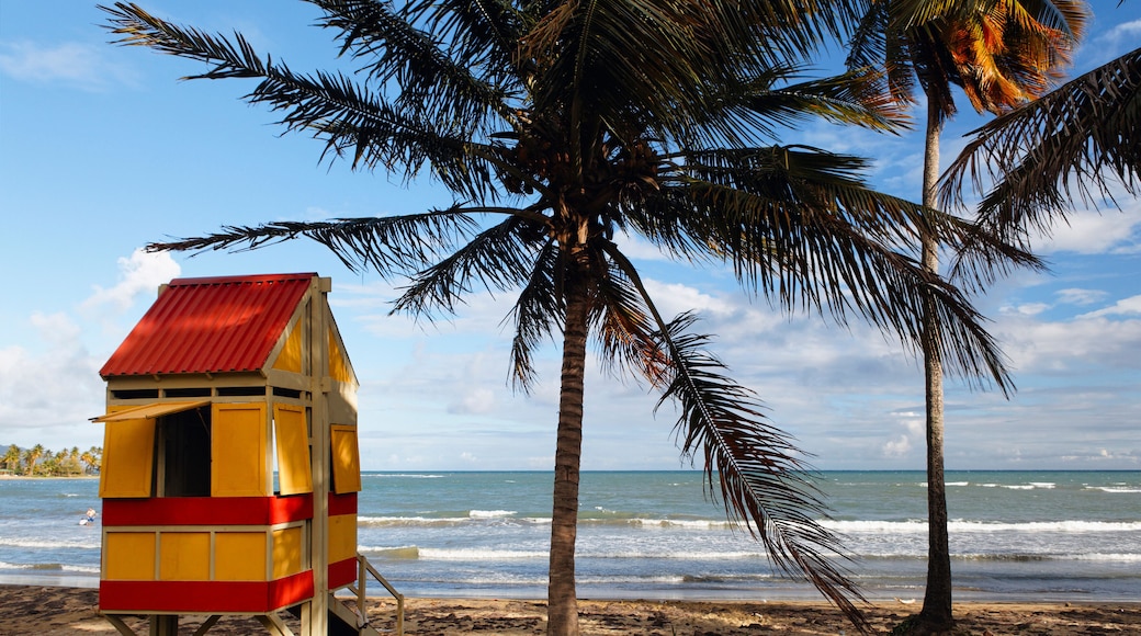 อาร์โรโย