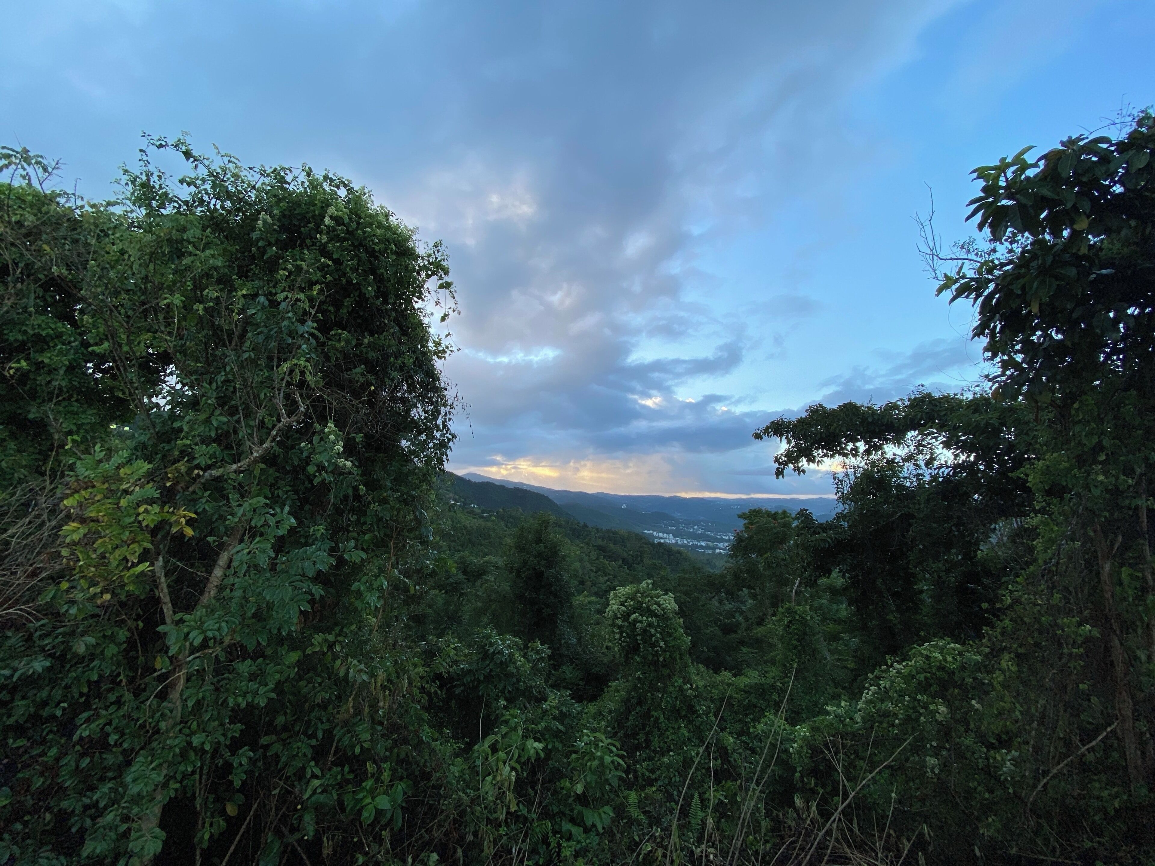 A dense forest with a view of distant hills and a cloudy sky.