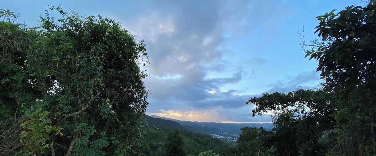 A dense forest with a view of distant hills and a cloudy sky.