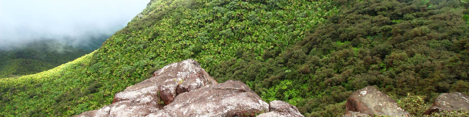 Puerto Rican Rainforest
