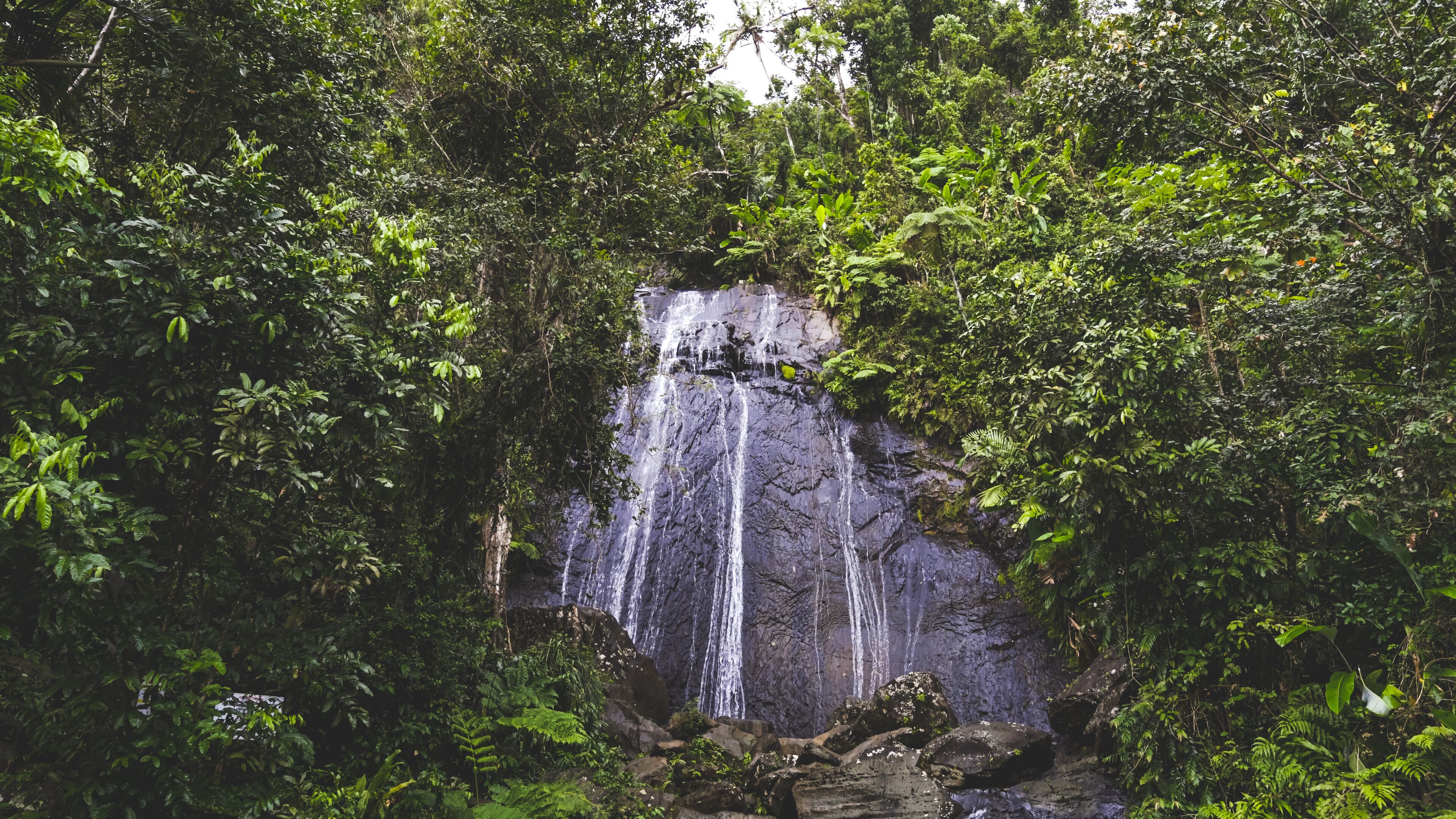 A waterfall surrounded by dense green foliage.