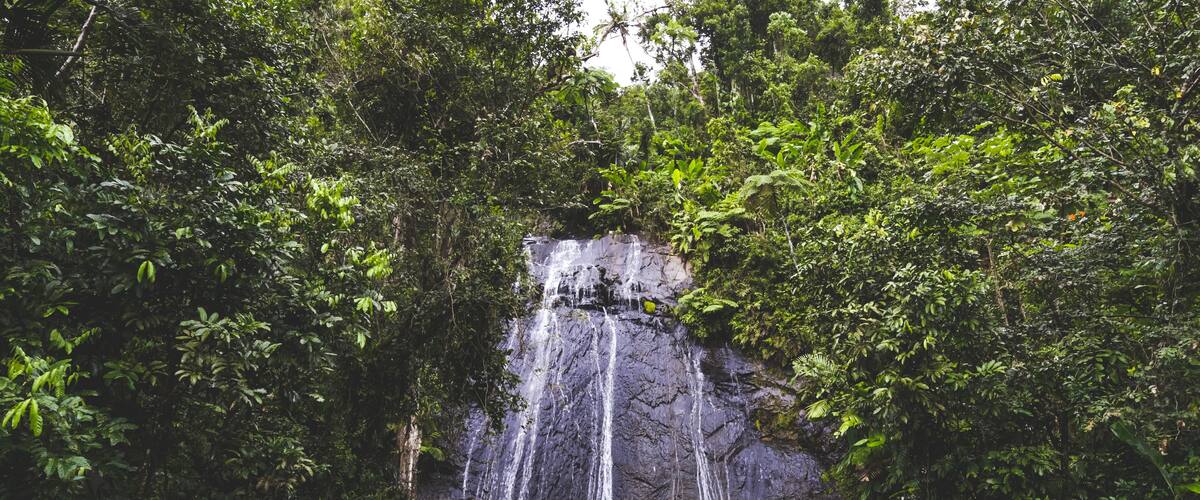 A waterfall surrounded by dense green foliage.