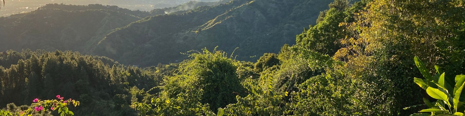 Un paisaje montañoso con vegetación exuberante y flores rosadas en primer plano.