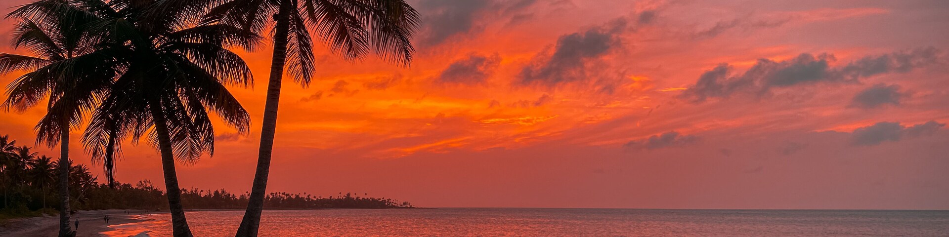 Una playa con palmeras y un atardecer.