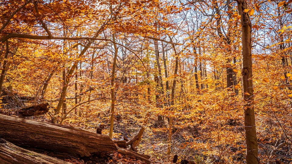 A forest with autumn leaves and a fallen log.