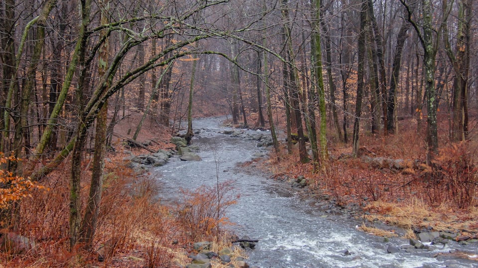 A river flowing through a forest with bare trees and autumn leaves.
