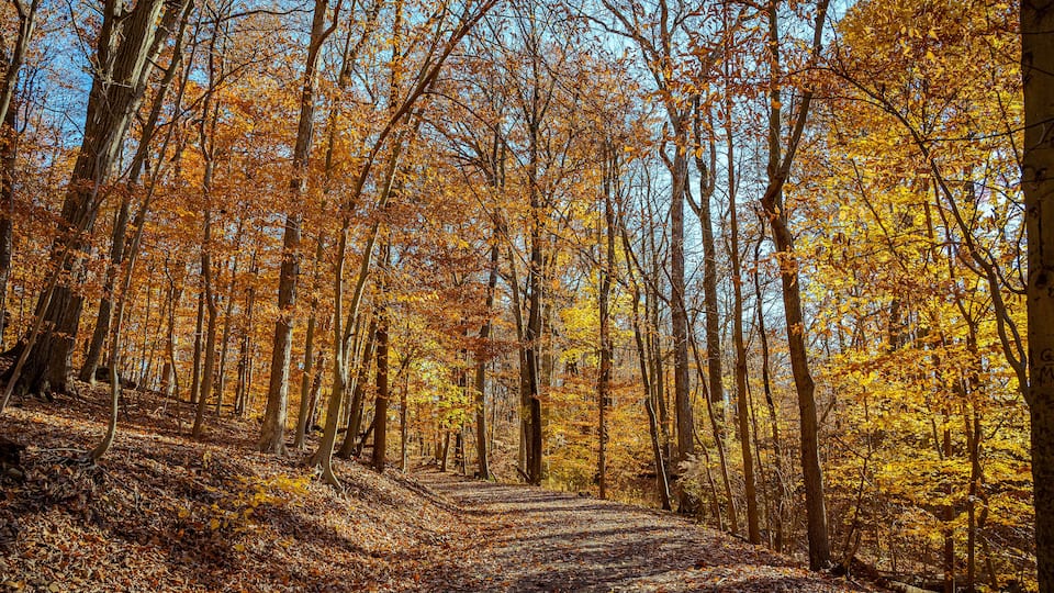 A forest path with autumn-colored trees.