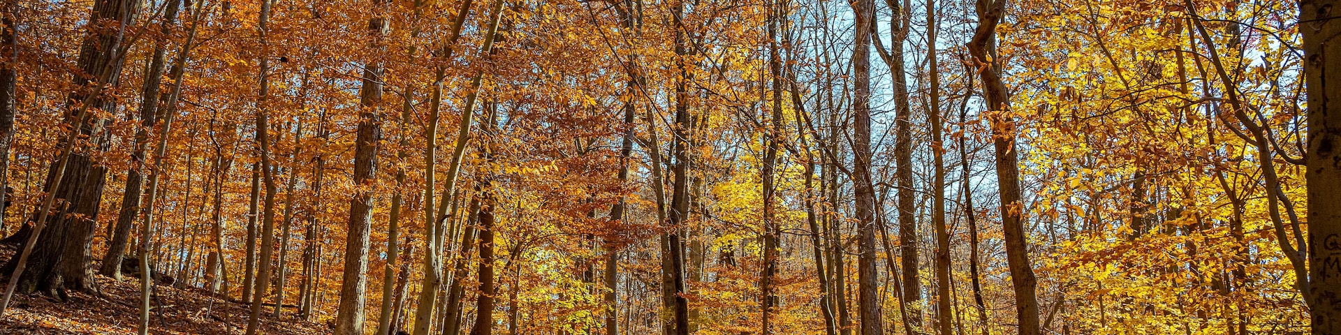 Golden fall in South Mountain Reservation in New Jersey, USA